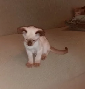 Siamská a orientální koťata