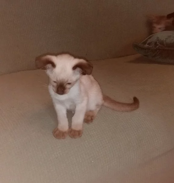 Siamská a orientální koťata