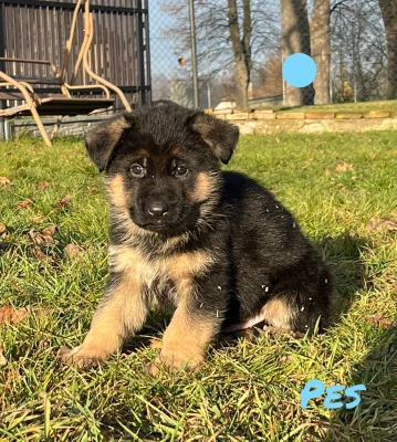 Německý ovčák štěňata