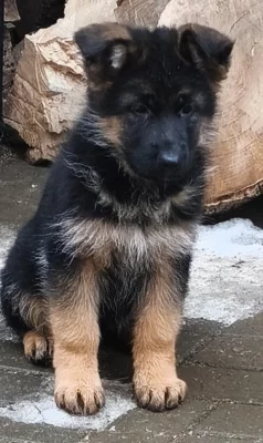 Německý ovčák štěňata