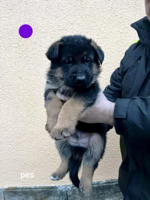 Německý ovčák štěňata