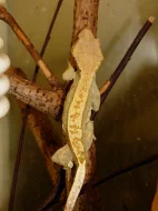 Pagekon řasnatý (Coreolophus ciliatus)