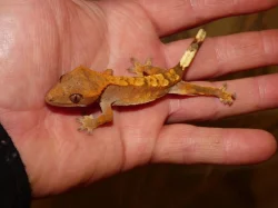 Pagekon řasnatý (Coreolophus ciliatus)