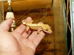 Pagekon řasnatý (Coreolophus ciliatus)