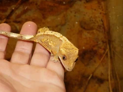 Pagekon řasnatý (Coreolophus ciliatus)