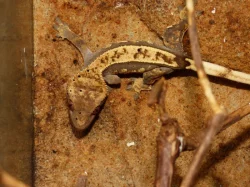 Pagekon řasnatý (Coreolophus ciliatus)