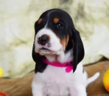 Fenka s PP ihned k odběru