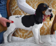 Fenka s PP ihned k odběru