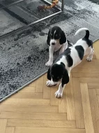 Fenka s PP ihned k odběru