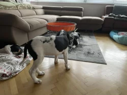 Fenka s PP ihned k odběru