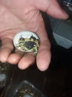 Suchozemská želva zelenavá mláďata