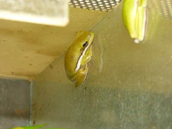 Rosnička karolínská (Hyla cinerea)