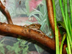 Rosnička karolínská (Hyla cinerea)
