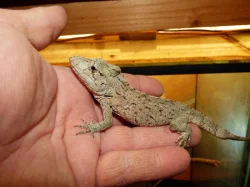 Anolis vousatý (Chameleolis barbatus)