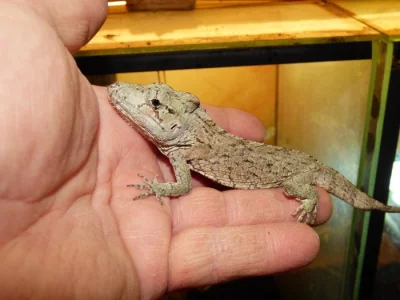 Anolis vousatý (Chameleolis barbatus)