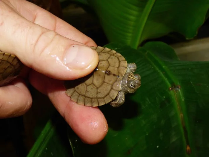 Želva mapová (Graptemys sp.)