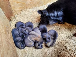 Štěňata Českosl.vlč.xHuskyxNěmec.ovč.