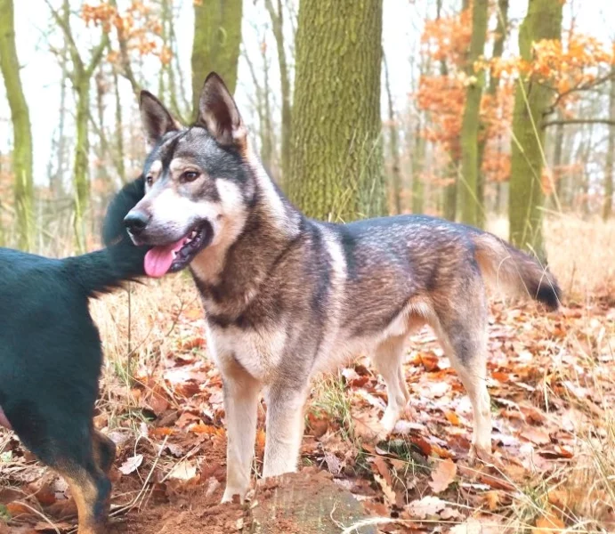 Štěňata Českosl.vlč.xHuskyxNěmec.ovč.