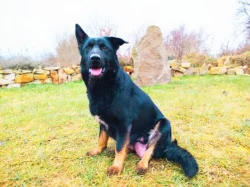 Štěňata Českosl.vlč.xHuskyxNěmec.ovč.