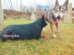 Štěňata Českosl.vlč.xHuskyxNěmec.ovč.