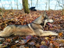 Štěňata Českosl.vlč.xHuskyxNěmec.ovč.