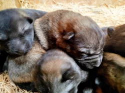 Štěňata Českosl.vlč.xHuskyxNěmec.ovč.