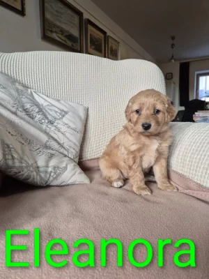 Prodáme štěňata Hovawart s PP