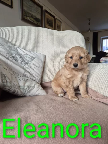 Prodáme štěňata Hovawart s PP