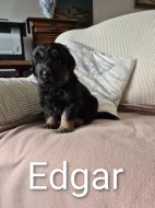 Prodáme štěňata Hovawart s PP