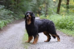 Prodáme štěňata Hovawart s PP