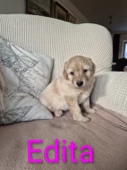 Prodáme štěňata Hovawart s PP