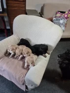 Prodáme štěňata Hovawart s PP