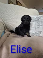 Prodáme štěňata Hovawart s PP