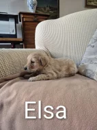 Prodáme štěňata Hovawart s PP