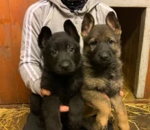 Německý ovčák - štěňata s PP