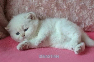 Britský kocourek s PP