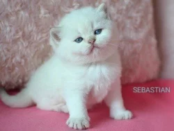 Britský kocourek s PP