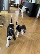 Pejsek s PP. Ihned k odběru