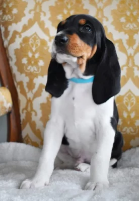 Pejsek s PP. Ihned k odběru