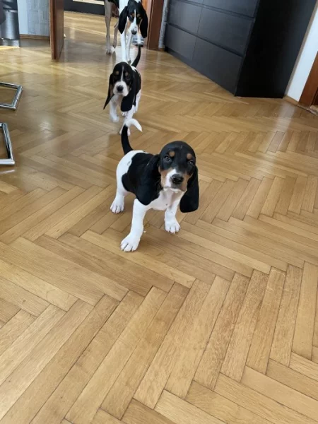 Pejsek s PP. Ihned k odběru