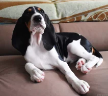 Pejsek s PP. Ihned k odběru