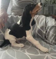 Pejsek s PP. Ihned k odběru