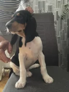 Pejsek s PP. Ihned k odběru