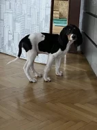 Pejsek s PP. Ihned k odběru