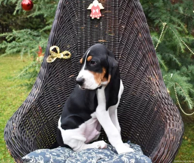 Pejsek s PP. Ihned k odběru