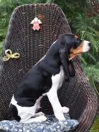 Pejsek s PP. Ihned k odběru