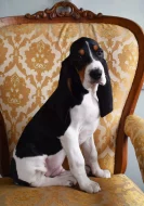 Pejsek s PP. Ihned k odběru