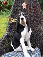 Pejsek s PP. Ihned k odběru