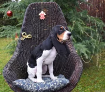 Pejsek s PP. Ihned k odběru