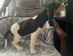 Pejsek s PP. Ihned k odběru